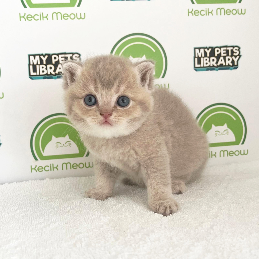 British Shorthair Kitten