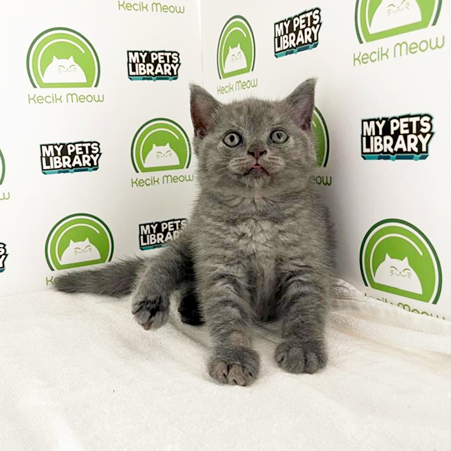 British Shorthair Kitten