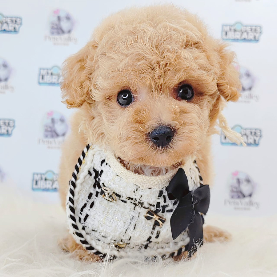Toy Poodle Puppy