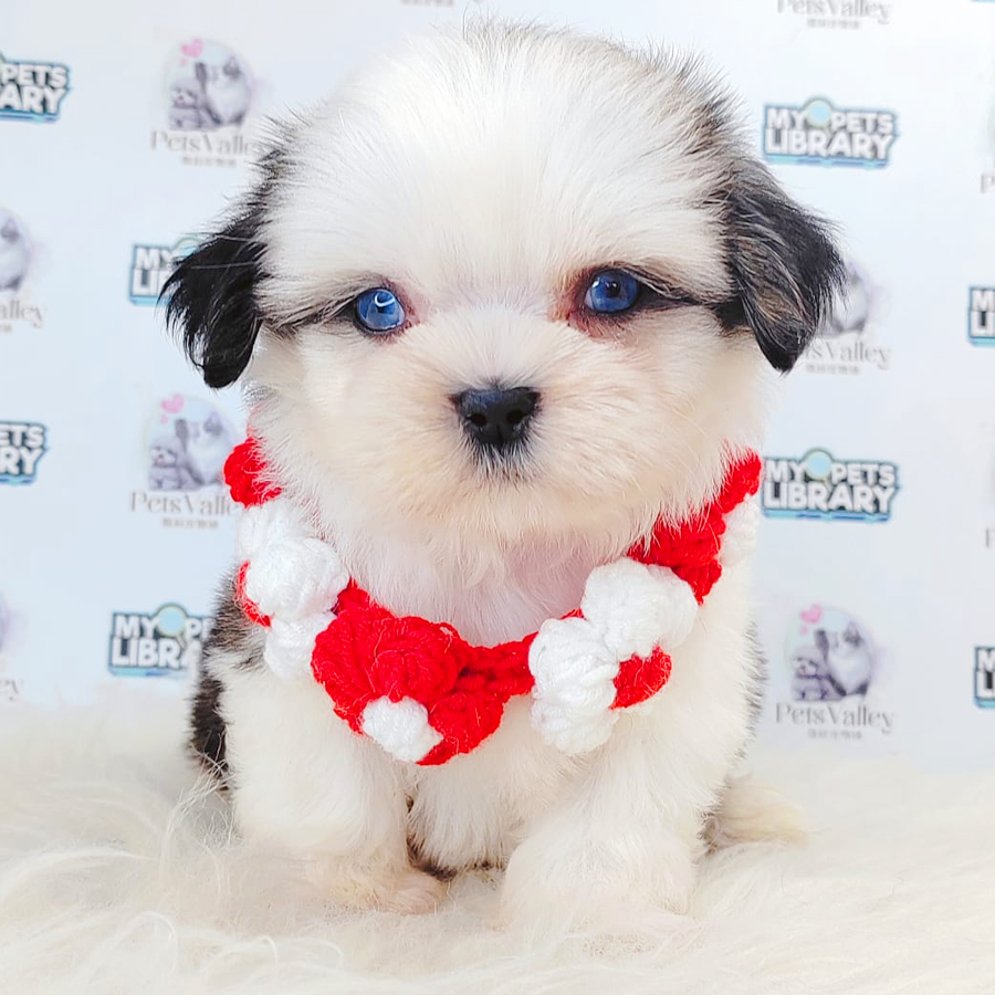 Shih Tzu Puppy