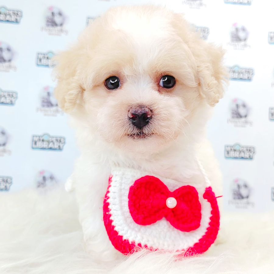 Maltipoo Puppy