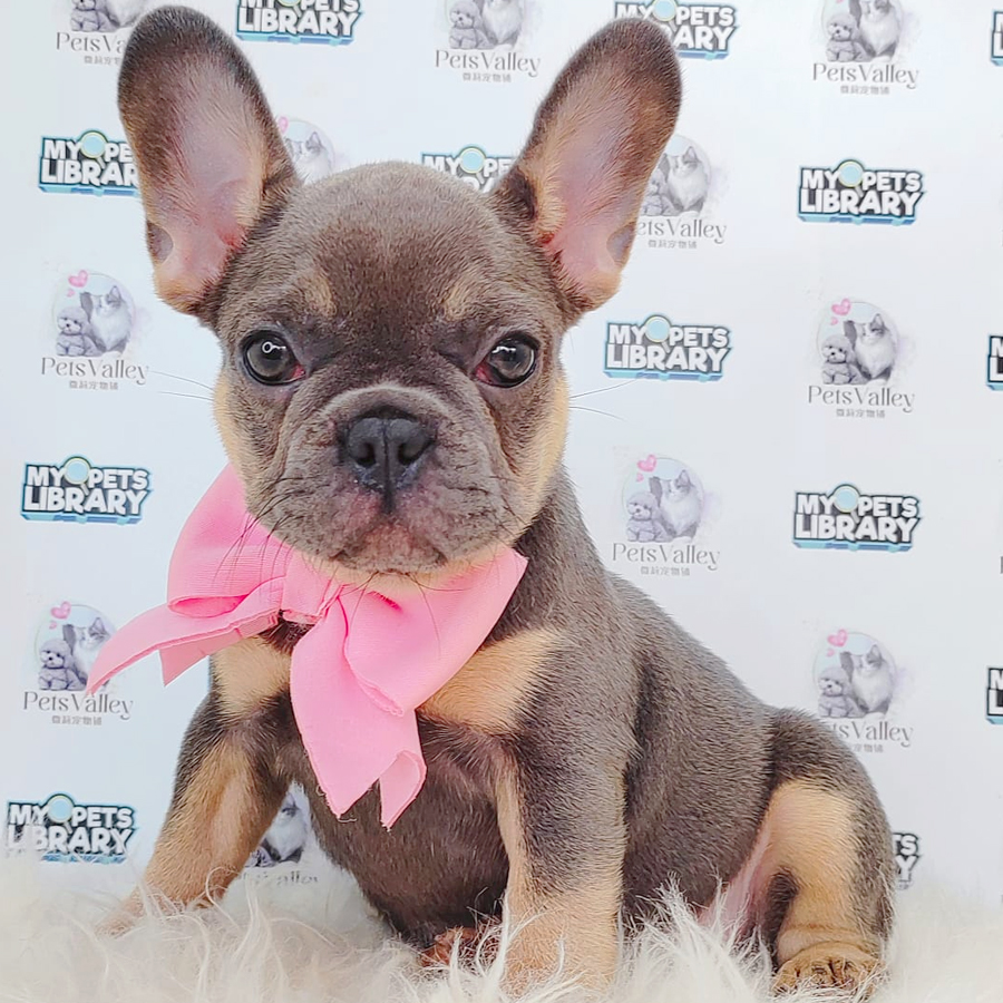 French Bulldog Puppy