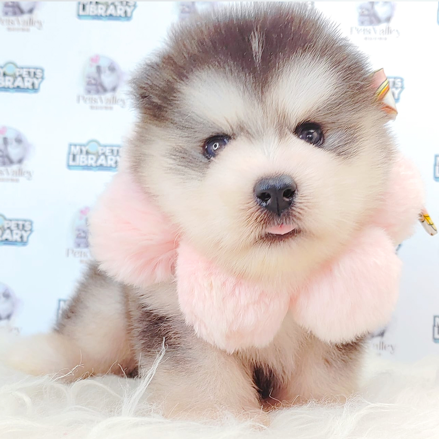 Wooly Husky Puppy