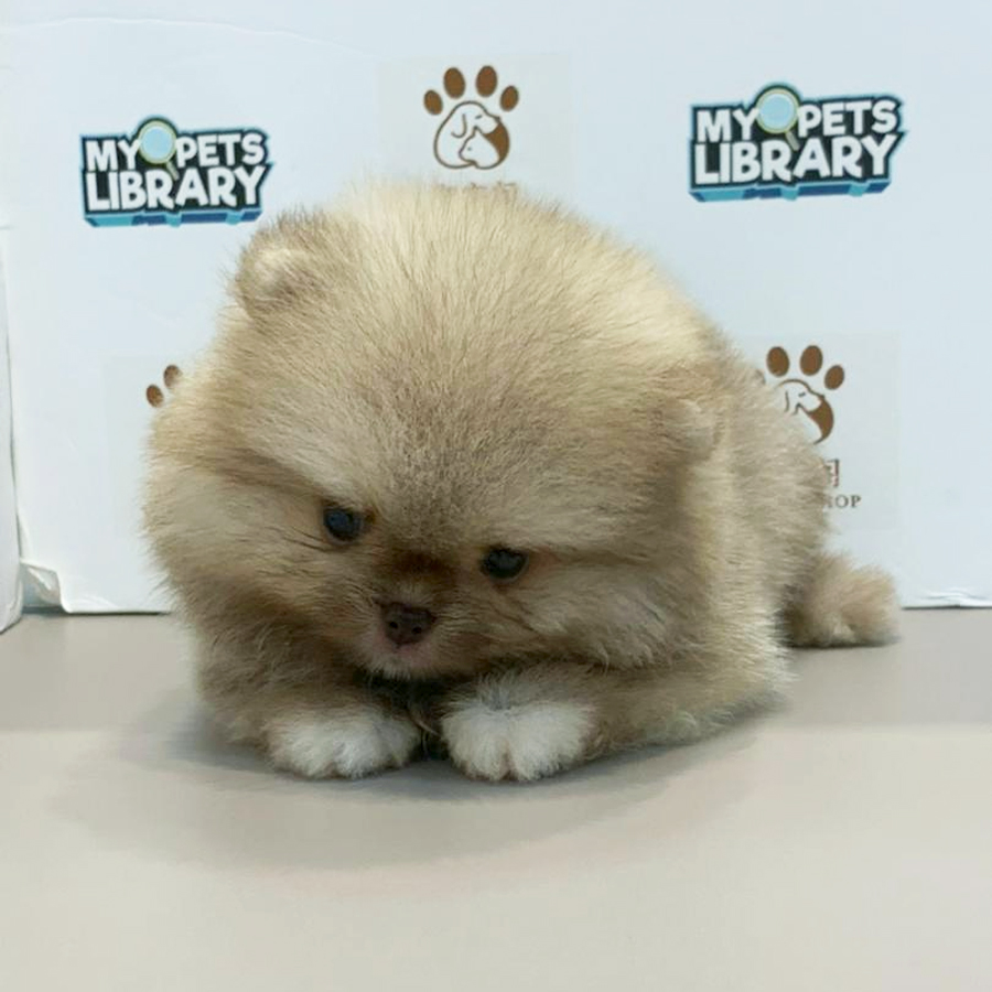 Pomeranian Puppy