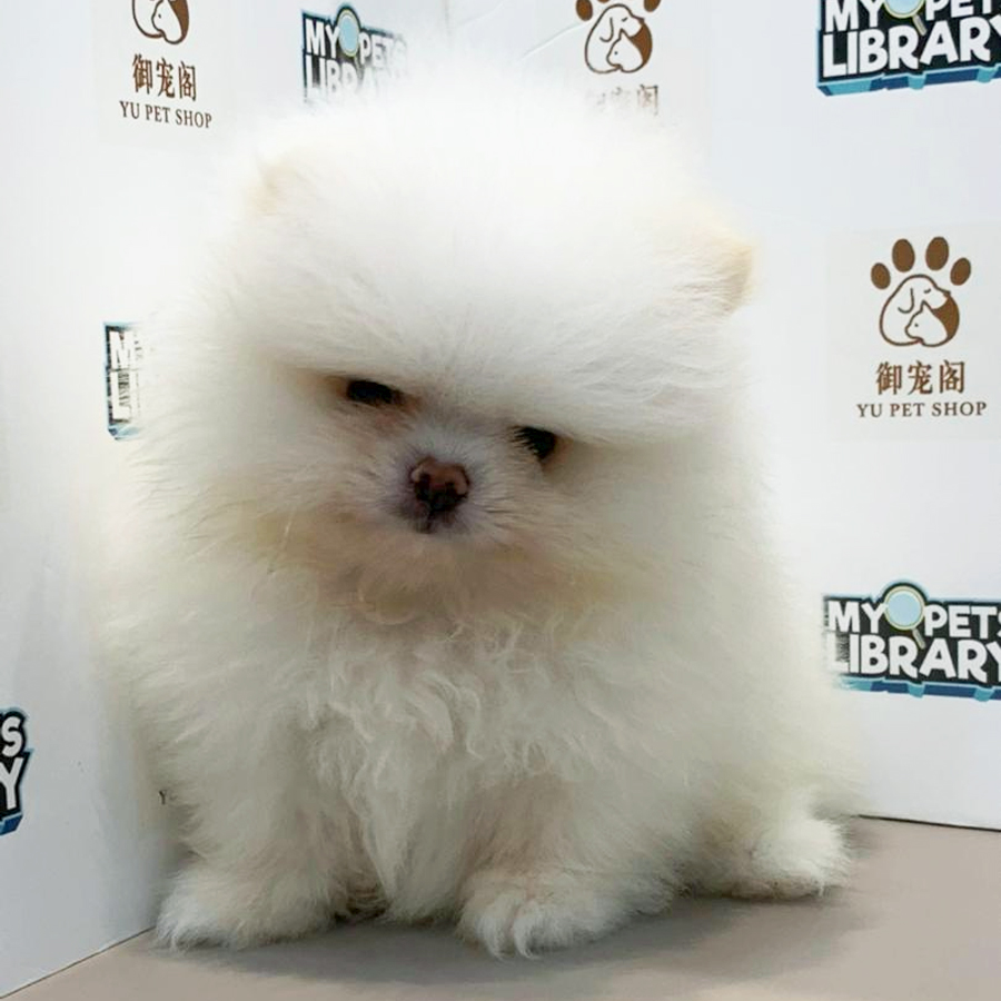 Pomeranian Puppy