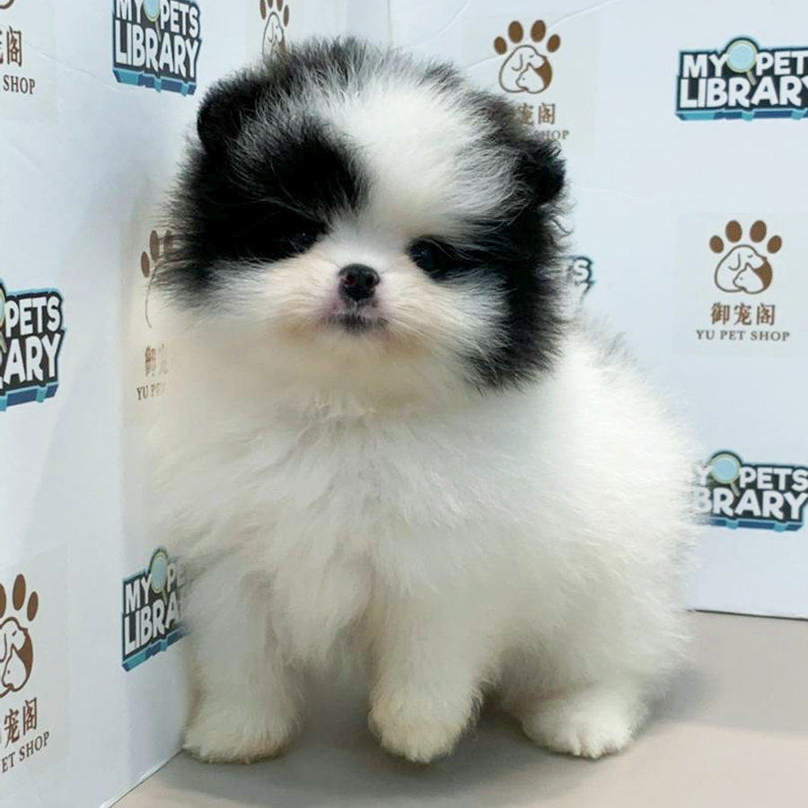 Pomeranian Puppy