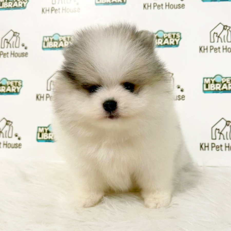 Pomeranian Puppy