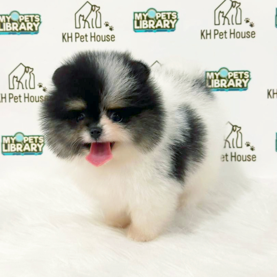 Pomeranian Puppy