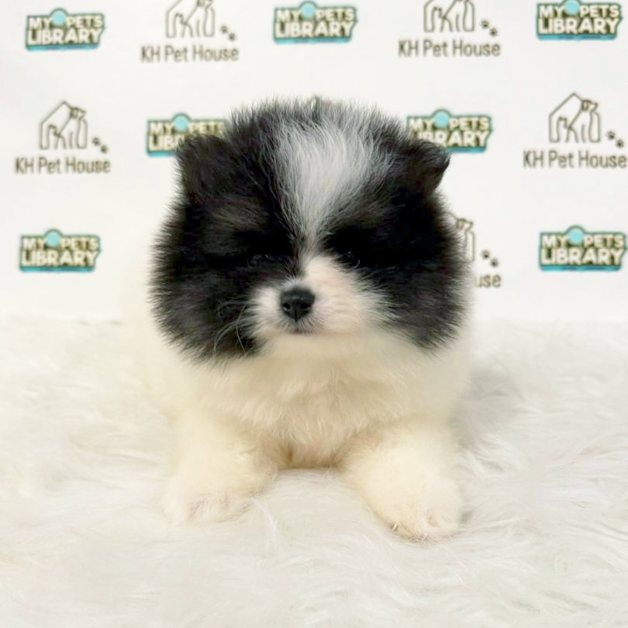 Pomeranian Puppy