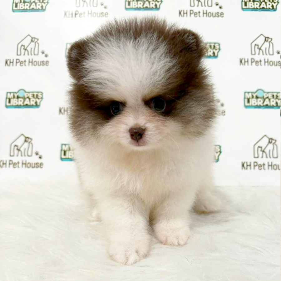 Pomeranian Puppy