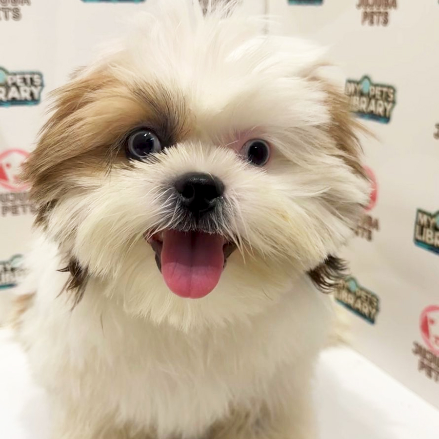 Shih Tzu Puppy
