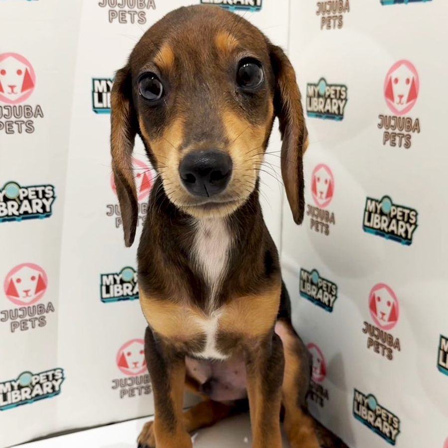 Doxle Puppy