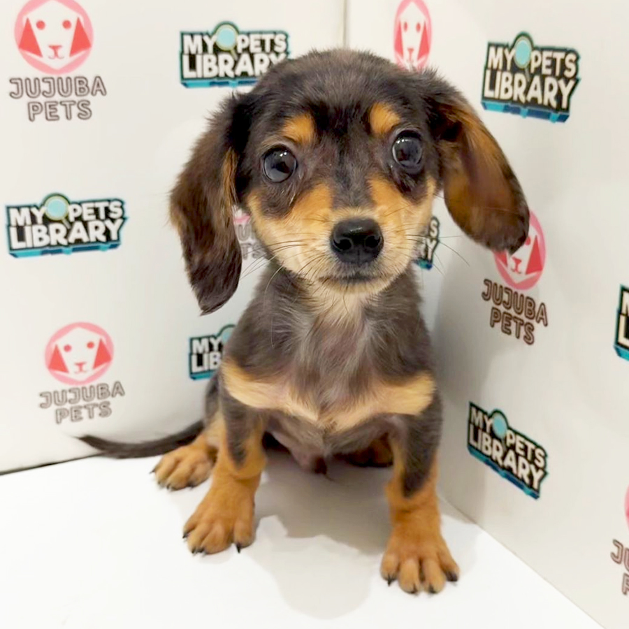 Chiweenie Puppy