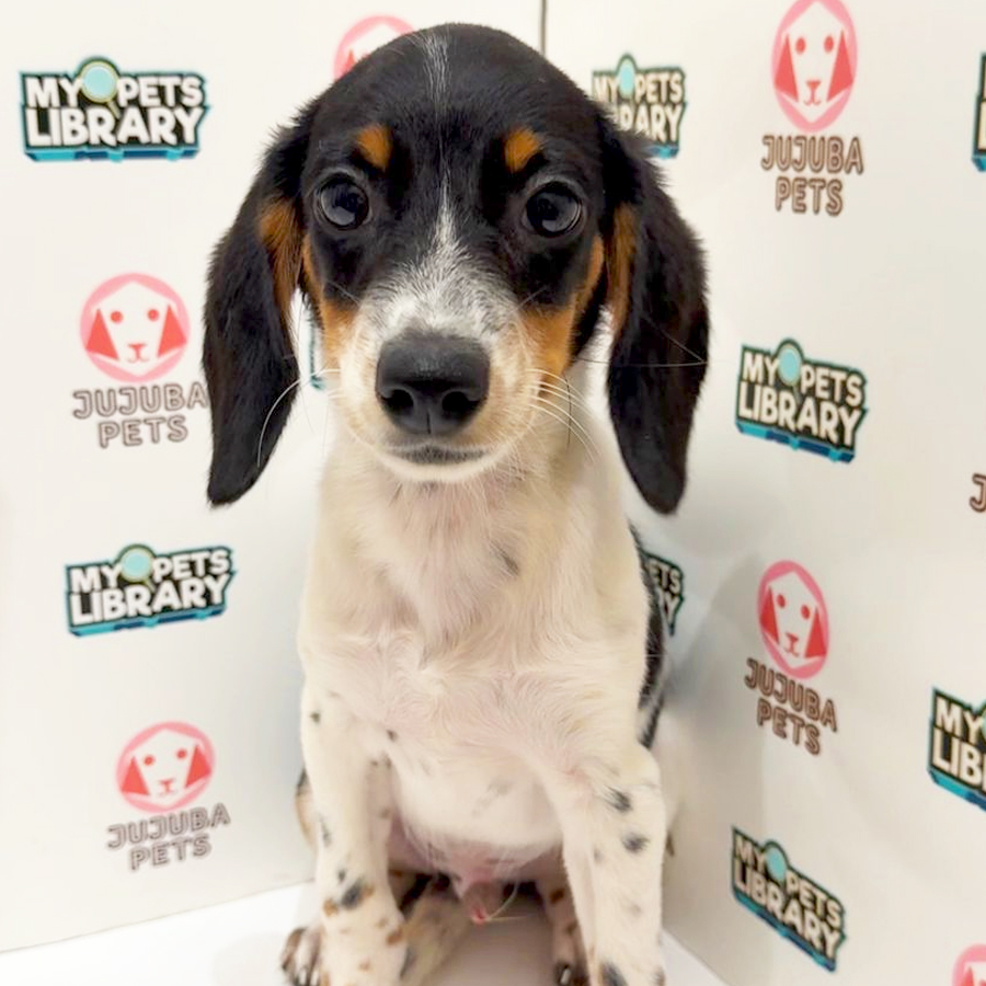 Doxle Puppy