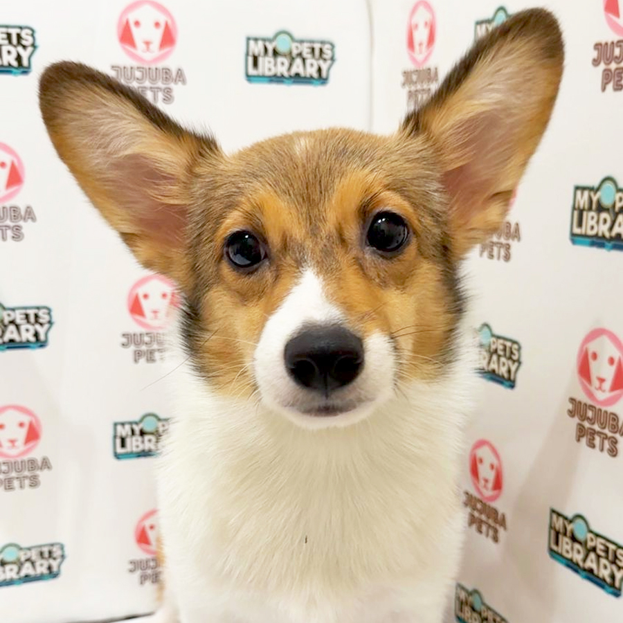 Welsh Corgi Puppy