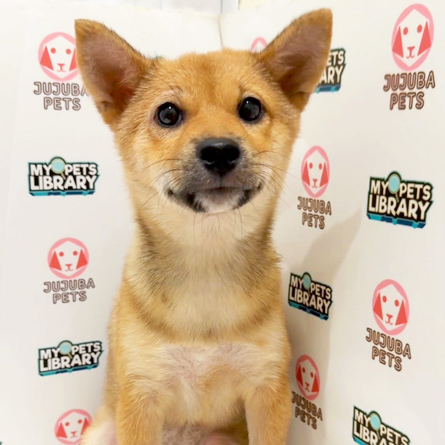 Shiba Inu Puppy