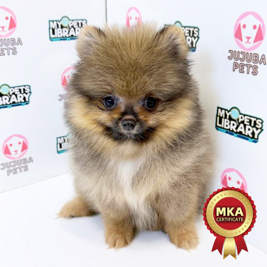 MKA Pomeranian Puppy