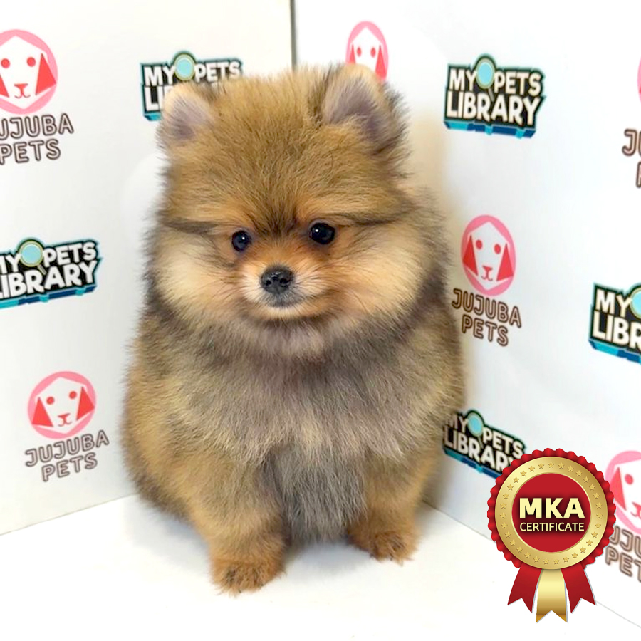MKA Pomeranian Puppy