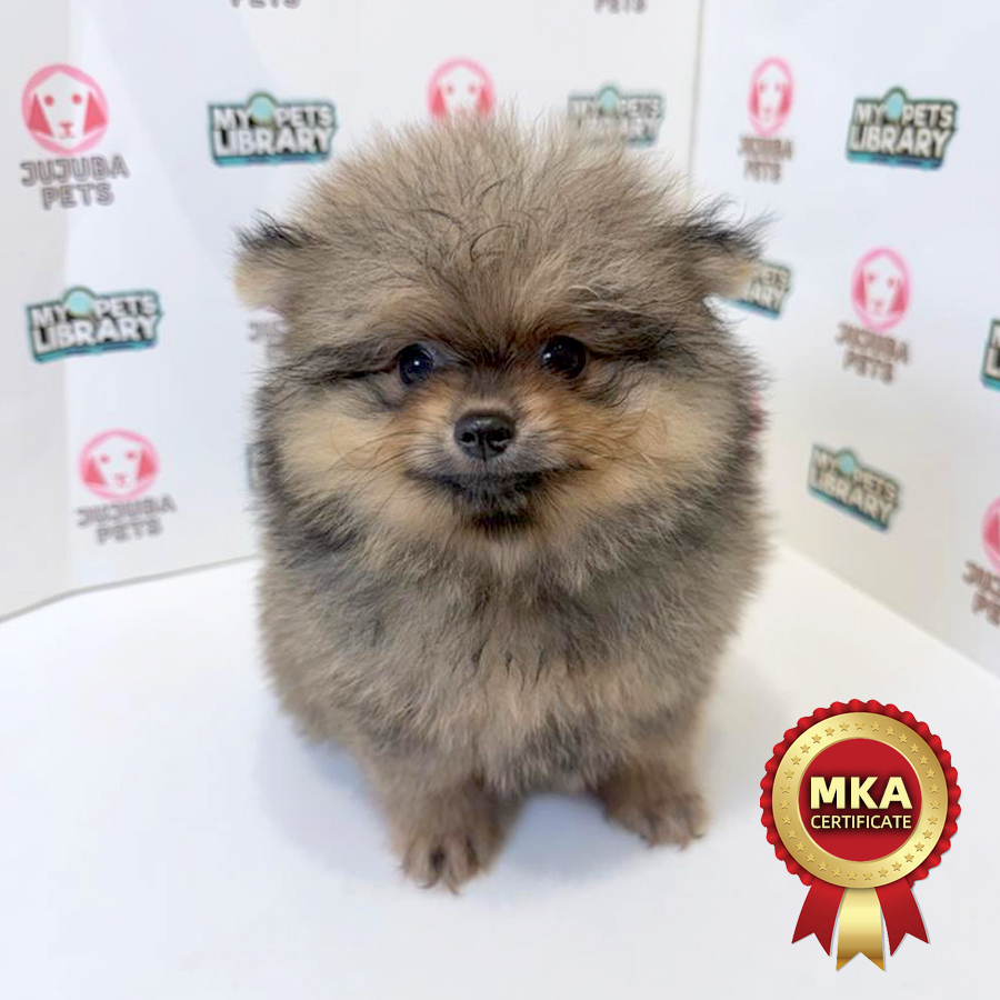 MKA Pomeranian Puppy