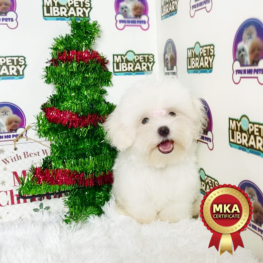 MKA Maltese Puppy