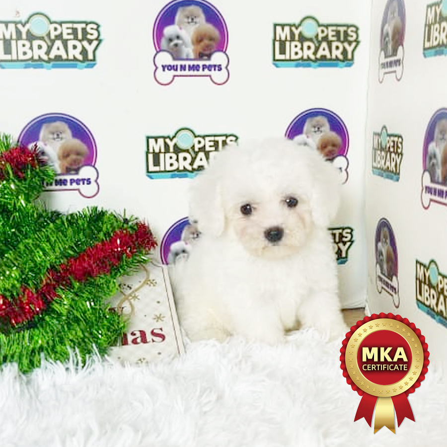 MKA Bichon Frise Puppy