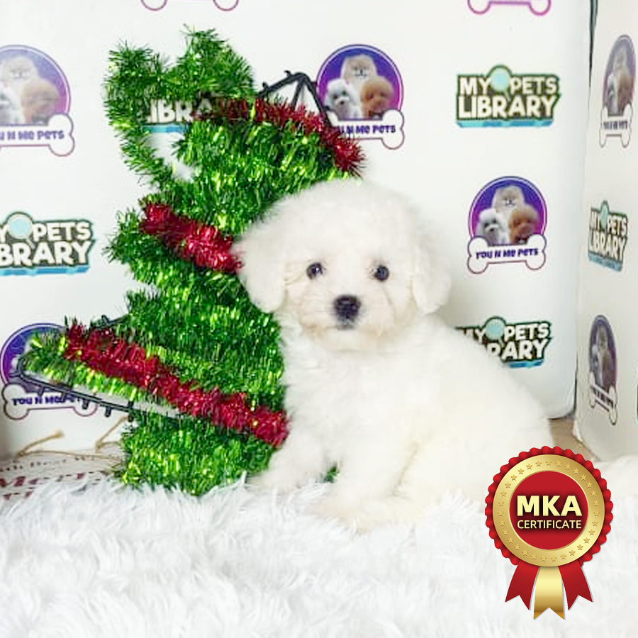 MKA Bichon Frise Puppy