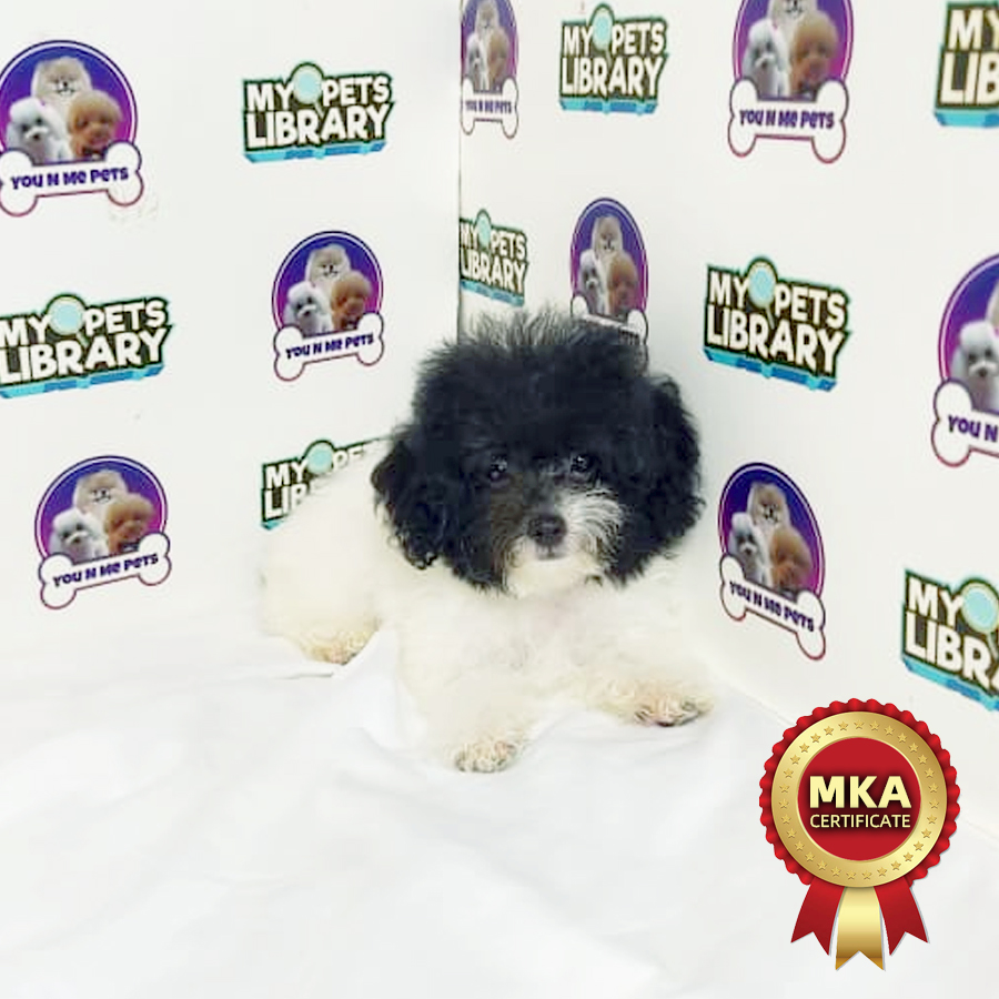 MKA Toy Poodle Puppy