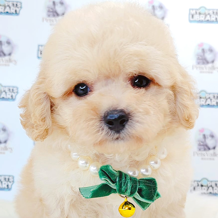Maltipoo Puppy