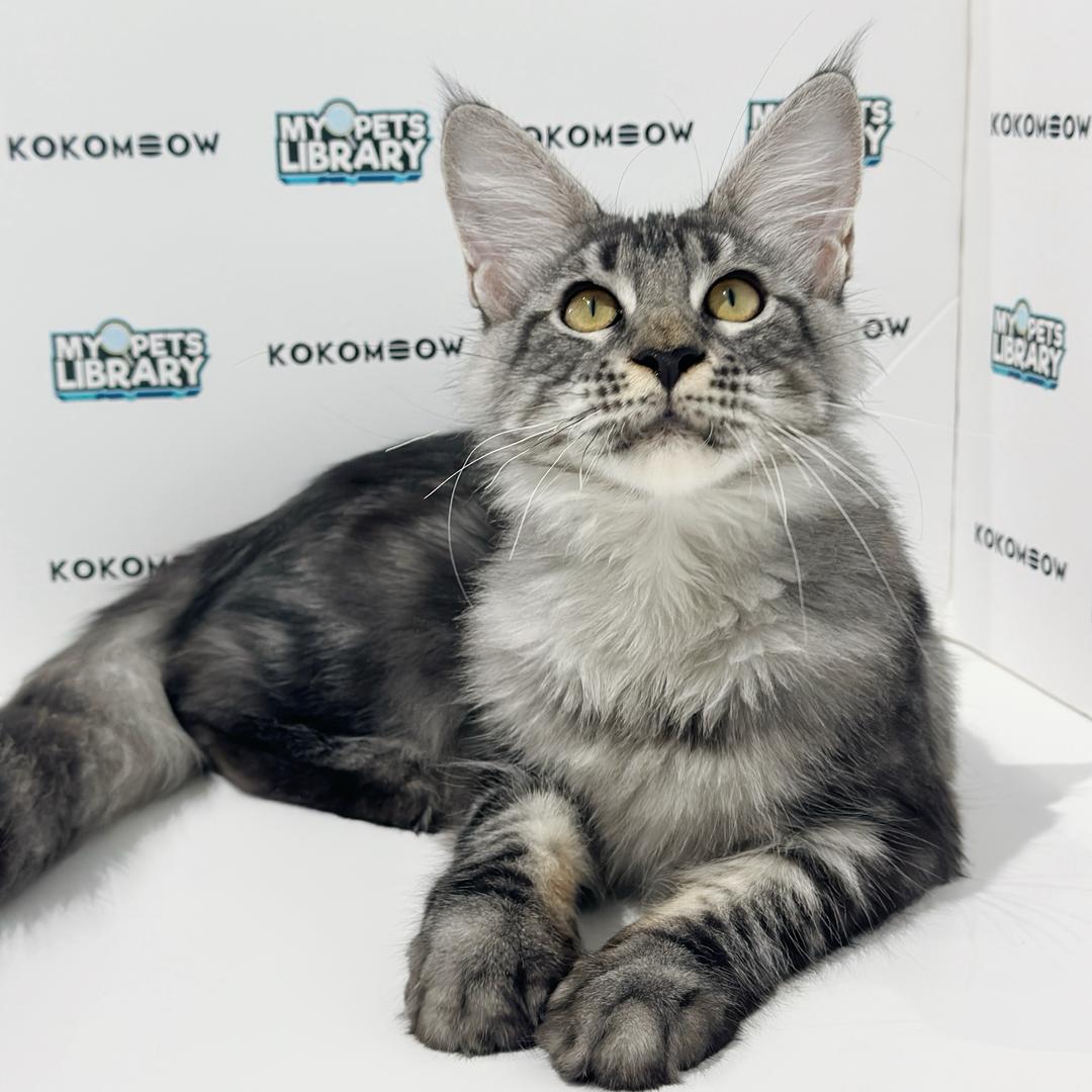 Maine Coon Kitten