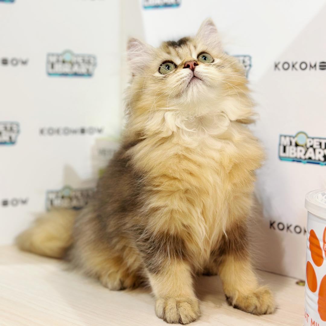 British Longhair Kitten