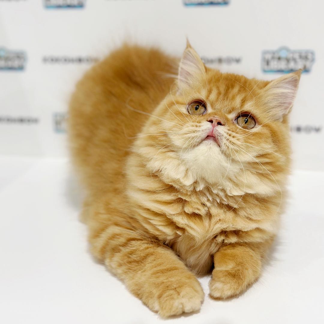 Persian Kitten