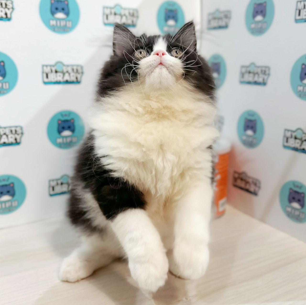 Persian Kitten