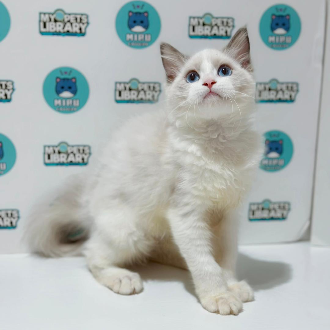 Ragdoll Kitten