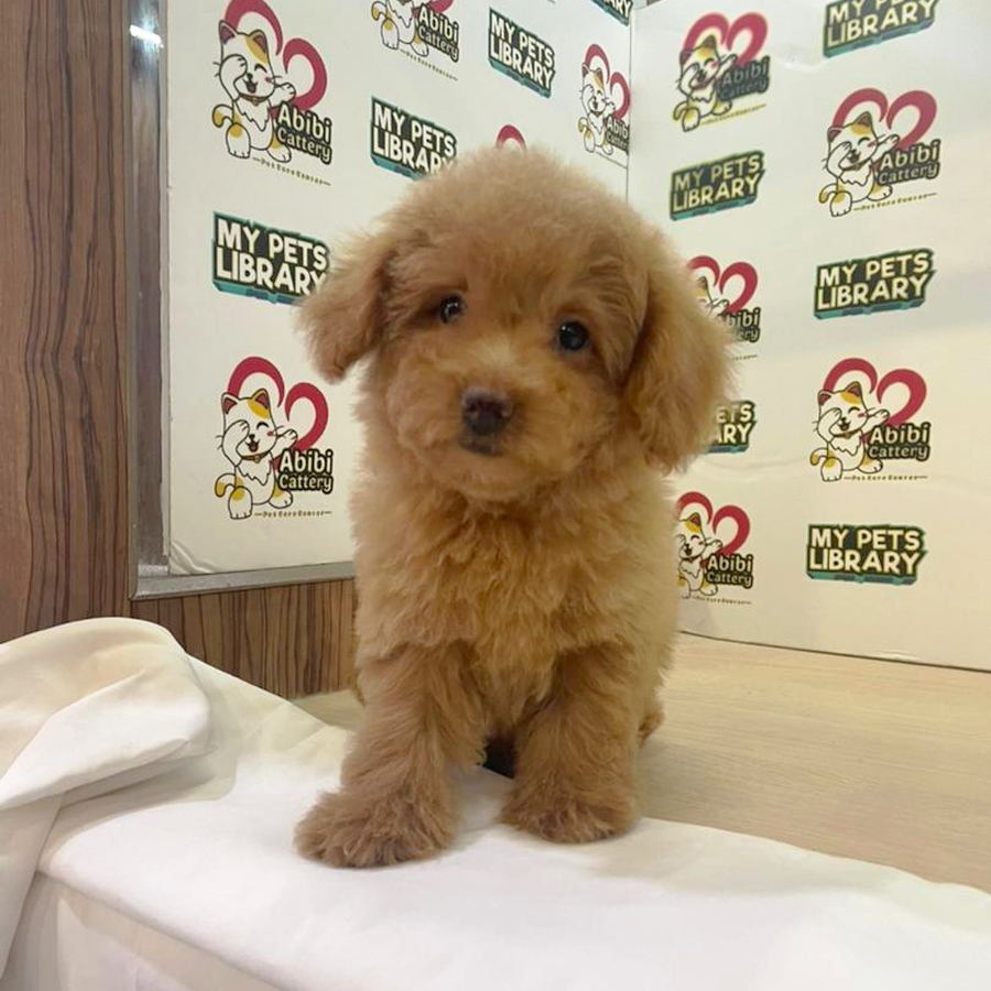 Toy Poodle Puppy