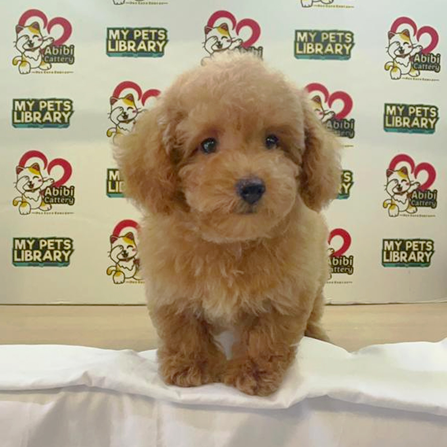 Toy Poodle Puppy