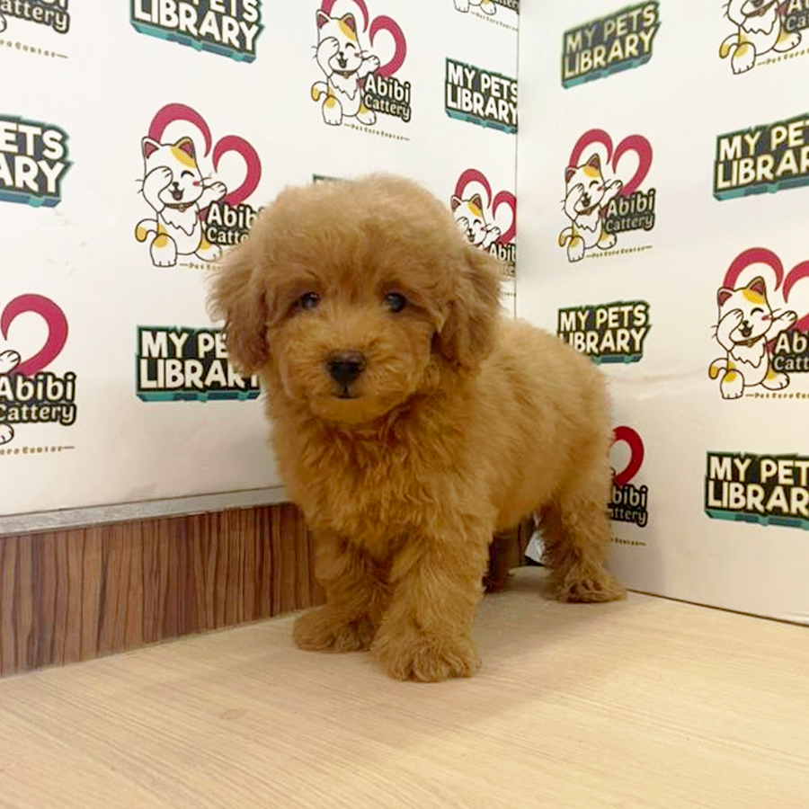 Toy Poodle Puppy