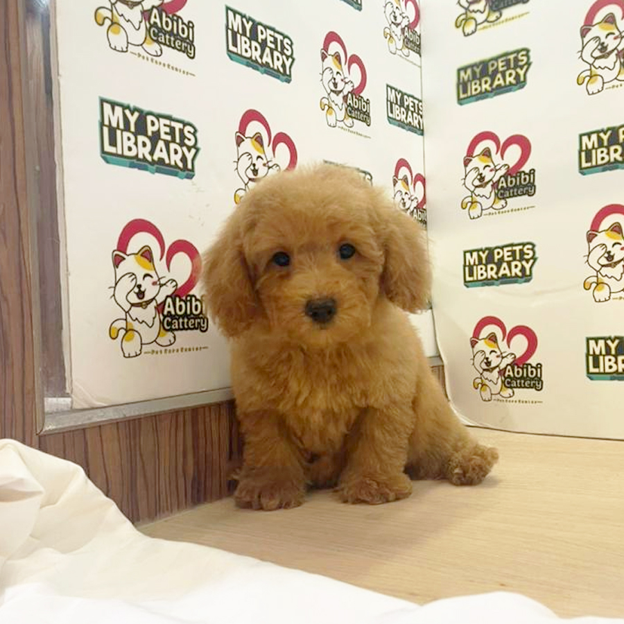 Toy Poodle Puppy