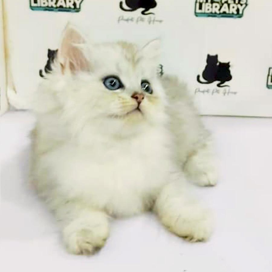 British Longhair Kitten