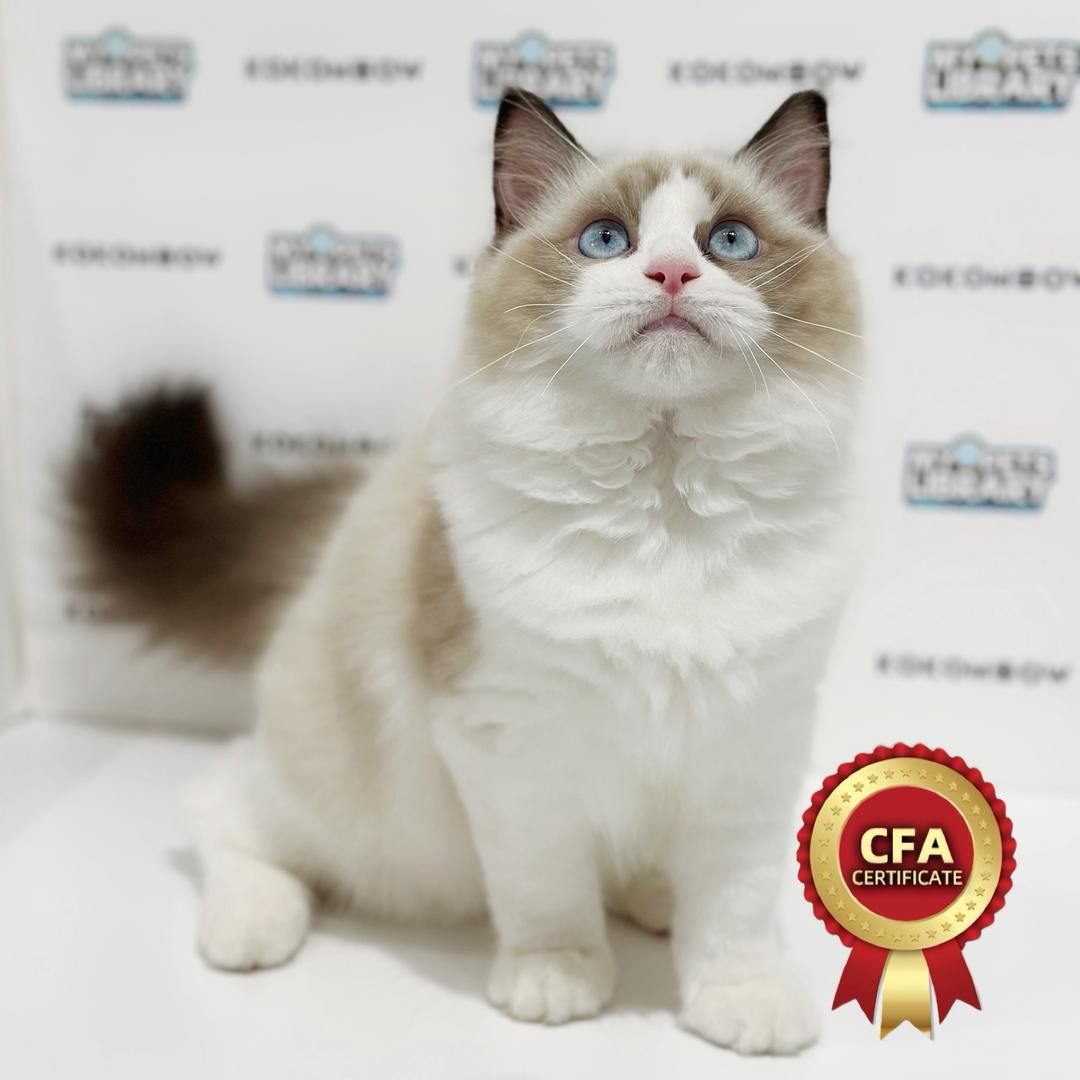Ragdoll Kitten