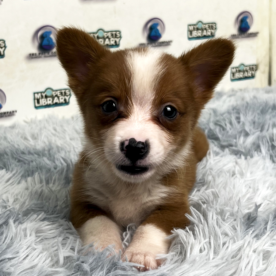 Corgi Puppy
