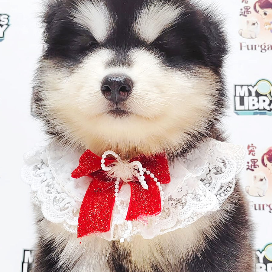 Wooly Alaskan Puppy