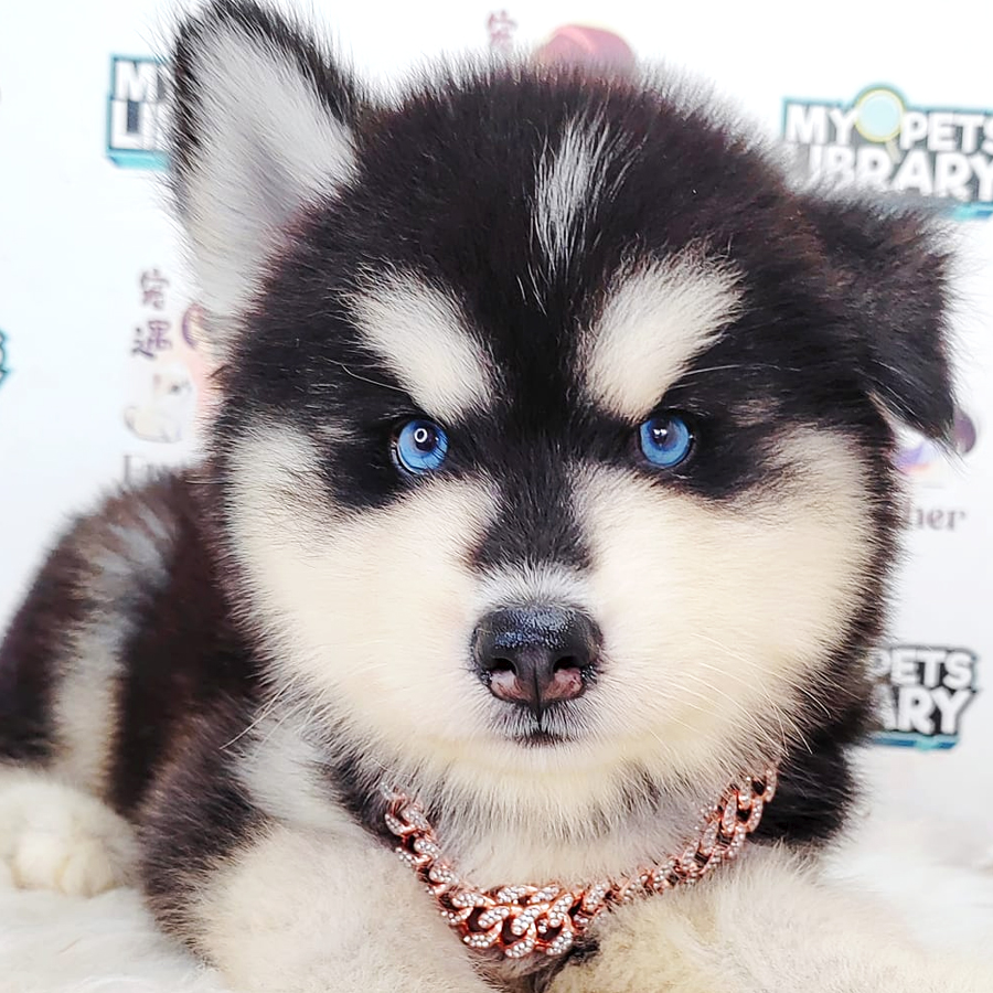 Wooly Alaskan Puppy