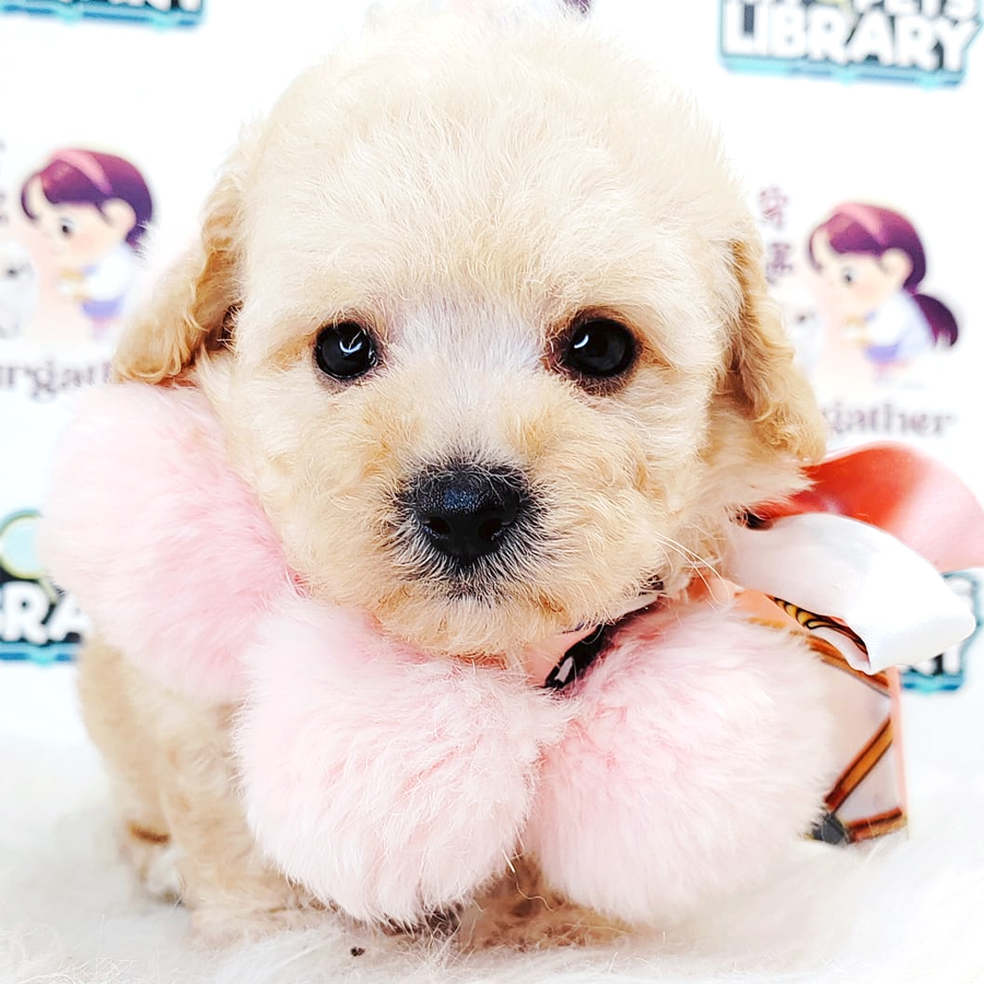 Maltipoo Puppy