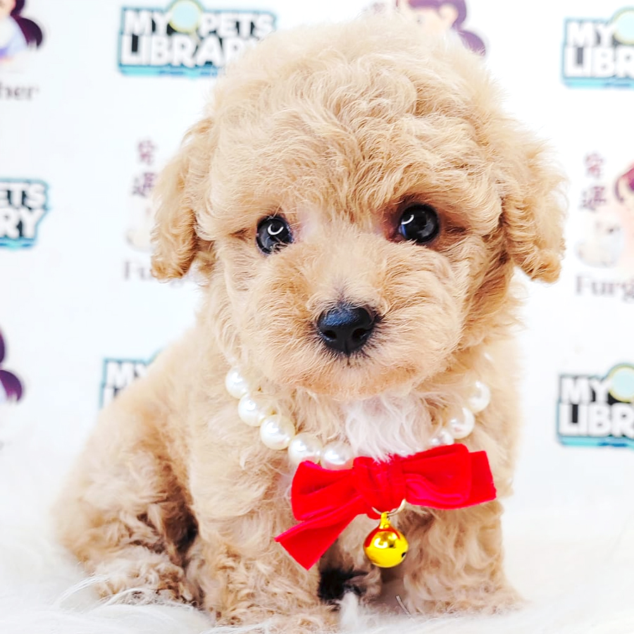 Poodle Puppy