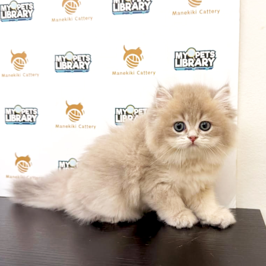 British Longhair Kitten