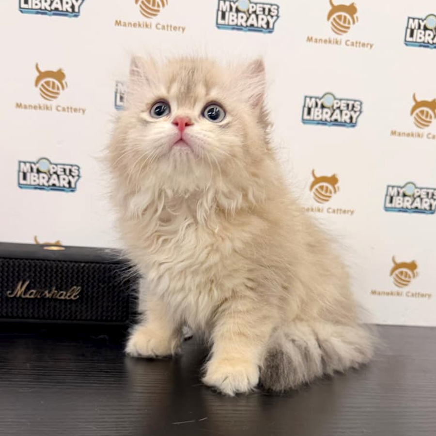 British Longhair Kitten