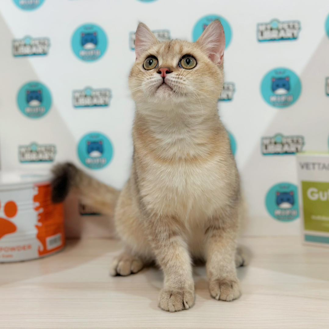 British Shorthair Kitten