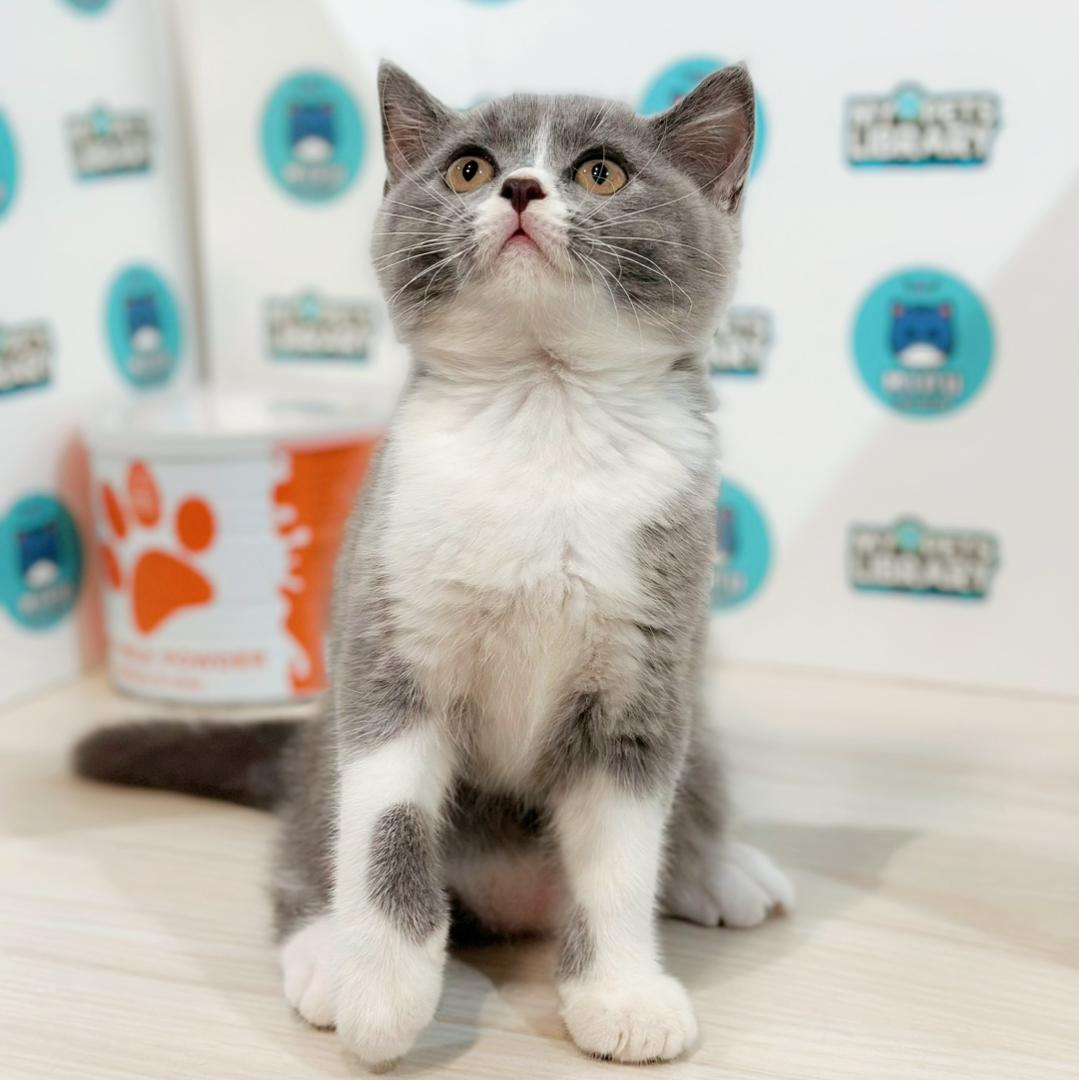 British Shorthair Kitten