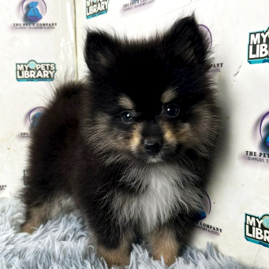 Pomeranian Puppy