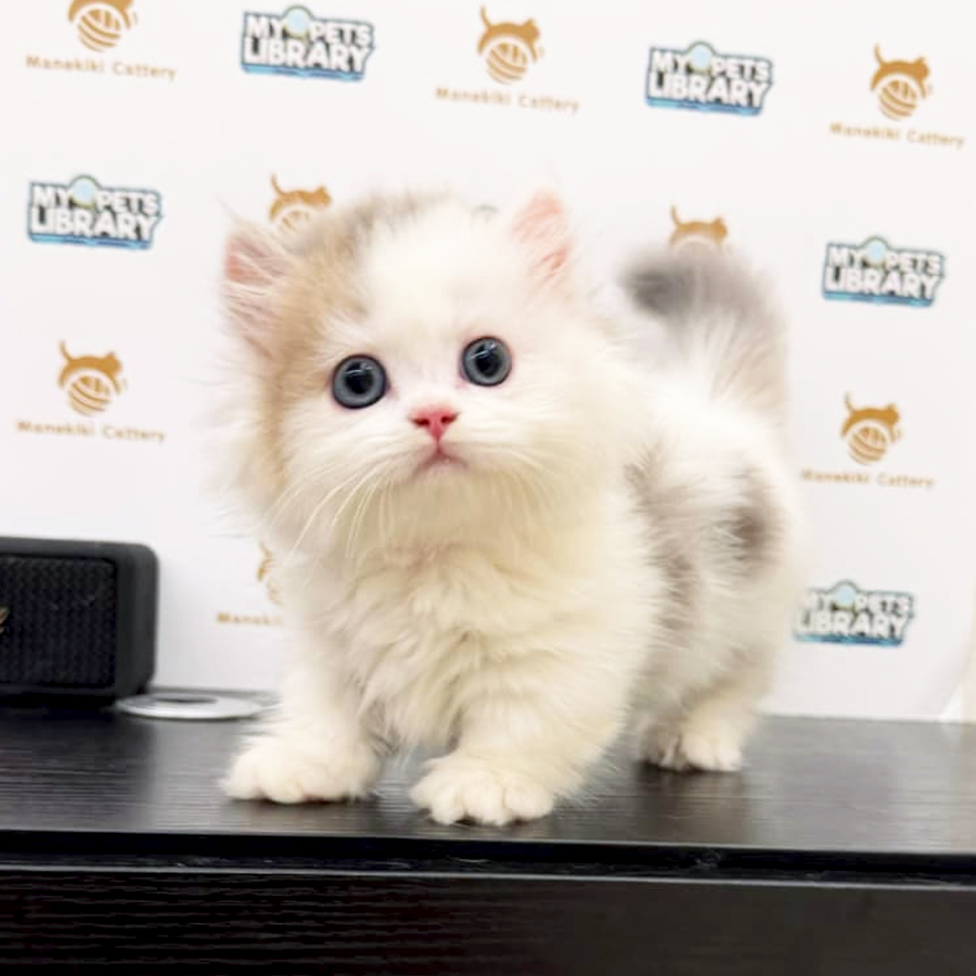 TICA Minuet Napoleon Kitten